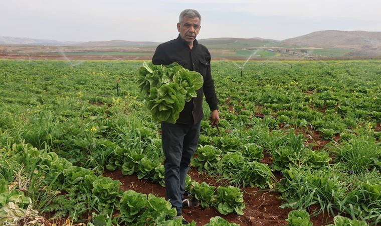 Amik Ovası'nda hasat başladı: Çiftçi dertli! Tarlada 5, markette 30 lira