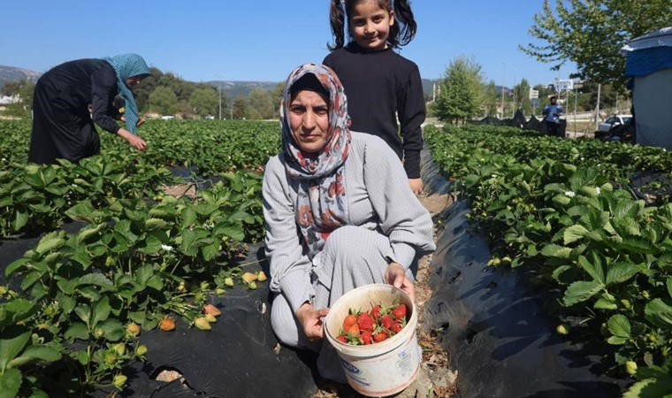 Ünü ülke sınırlarını aşıyor: Yayladağı'nda hasat vakti: 9 bin 300 ton rekolte bekleniyor!