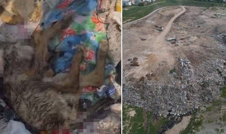 Osmangazi Belediyesi’nden hayvan katliamına açıklama: 'Organize bir operasyon'