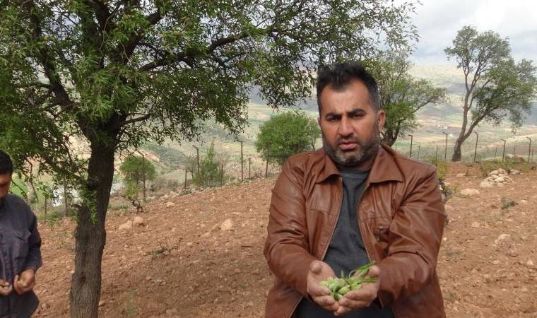 Geçen yıl zarar ettirmişti! Gercüş'te çiftçi bu kez hasattan umutlu