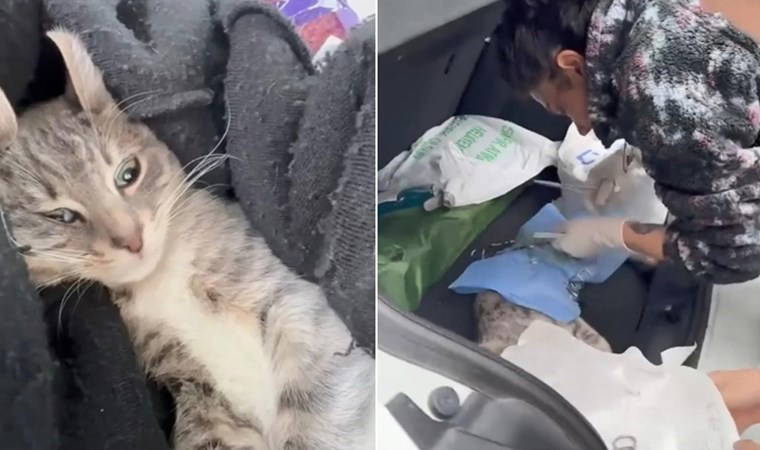Sarıyer'de veteriner depreme ameliyatta yakalandı!