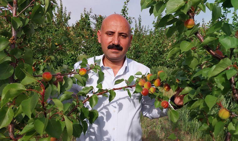 Mut'ta ilk hasat yapıldı: 77 bin 800 dekar alanda yetişti! İlk mahsul 500 TL..