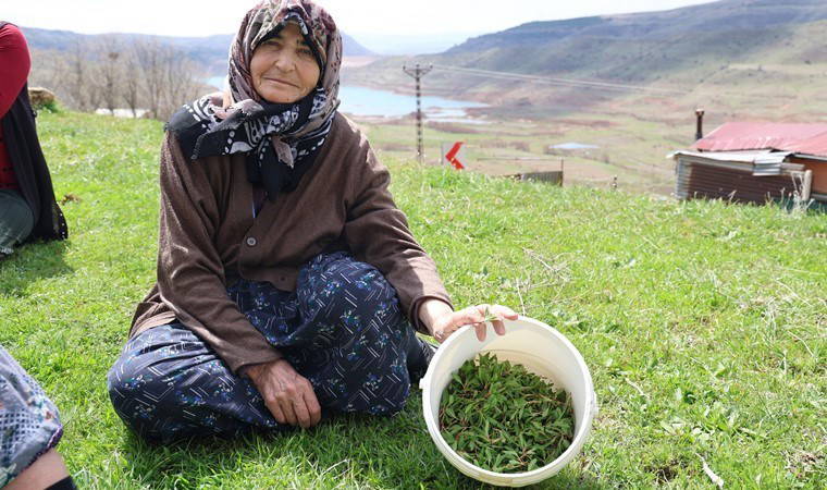 Doğada kendiliğinden yetişiyor, bin bir zahmetle toplanıyor! Hasadı 2 ay sürüyor...