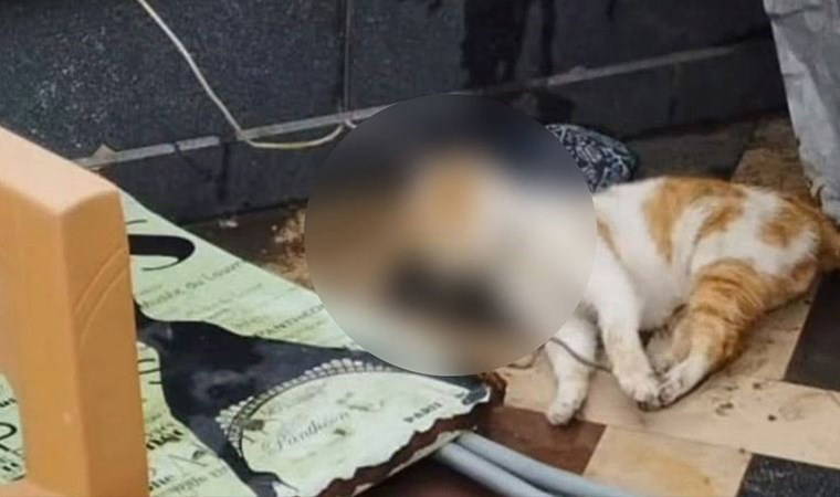 Cami avlusunda iple boğulmuş kedi bulundu: 2 öğrenci gözaltında