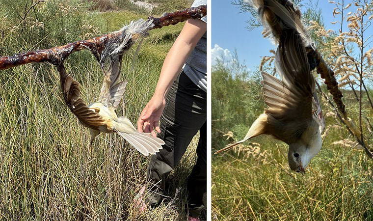 Milleyha Kuş Cenneti'nde kuşlar ölüme terk edildi