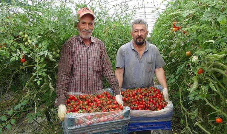 Hasadı sona eriyor: Kent genelinde 1 milyon 200 bin ton rekolte elde edildi....