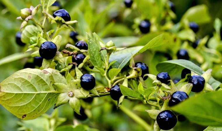 'Güzelavrat' otu tüketen 8 çocuk zehirlendi