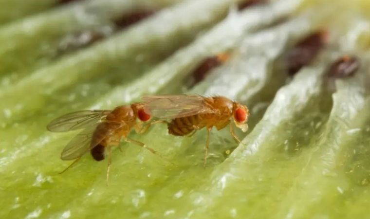 Dişi meyve sinekleri 'alkollü erkek seviyor'