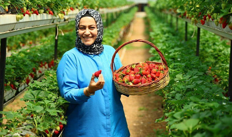 Kahramanmaraş'ta örneği yok: Topraksız yetişiyor, hasadını müşteriler yapıyor!