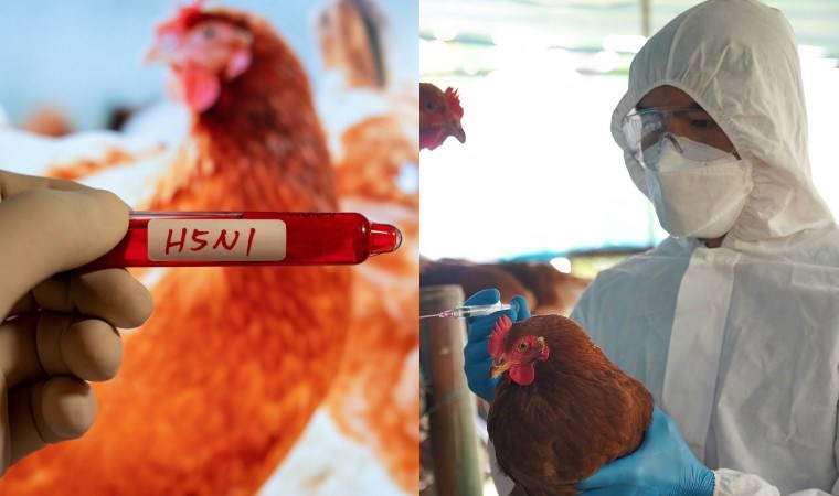 ABD'de kuş gribi kontrolden çıktı: Pandemi kapıda mı?