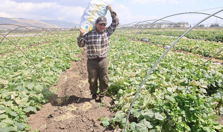 Amik Ovası'nda hasat başladı: Tarlada 15 TL, markette 30 TL