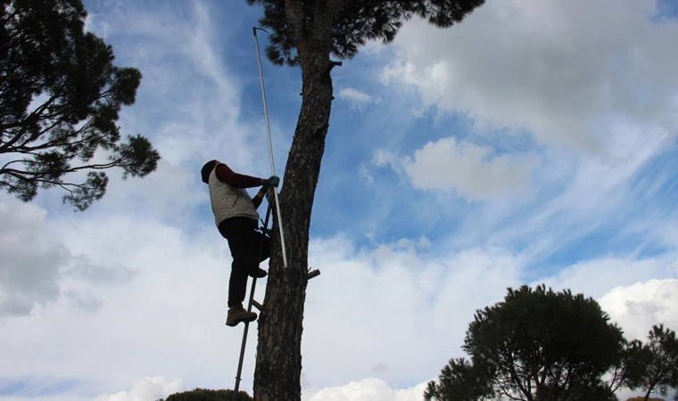 Aydın'da tehlikeli hasat: Kilosu 1500 TL!