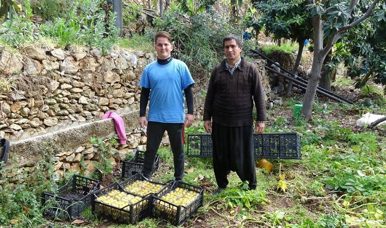 Alanya'nın coğrafi işaretli lezzeti: Hasadı 1 ay sürecek! Kilosu 150 TL...