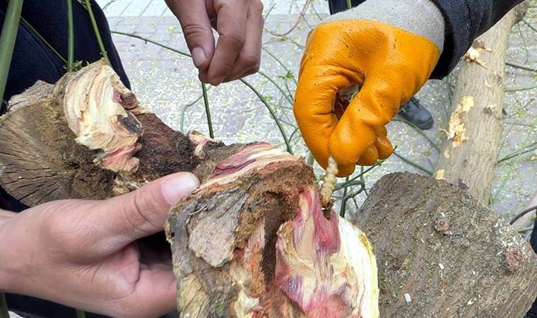 Bakanlık 'kırmızı bülten' yayımladı: İstanbul'da tedirgin eden böcek alarmı!