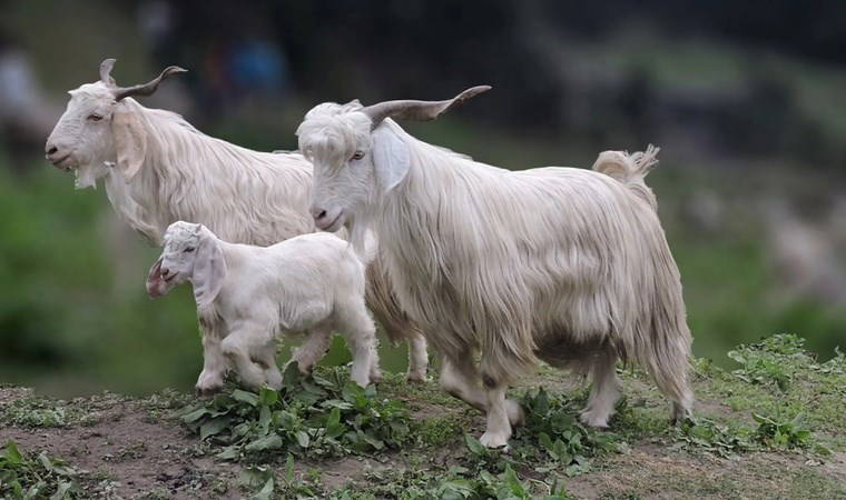 Kendi bildiğini okuyan 3 burç: Bu burçların inadı bitmek bilmiyor