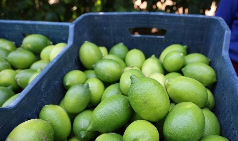 Bakanlık'tan açıklama: Yurtdışına limon satışı yasaklandı!