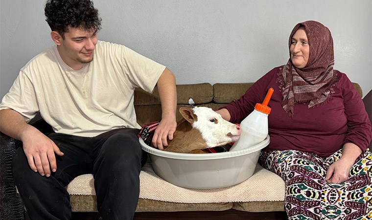 'Bayram' ismini verdiği buzağıya üşümesin diye evde bakıyor