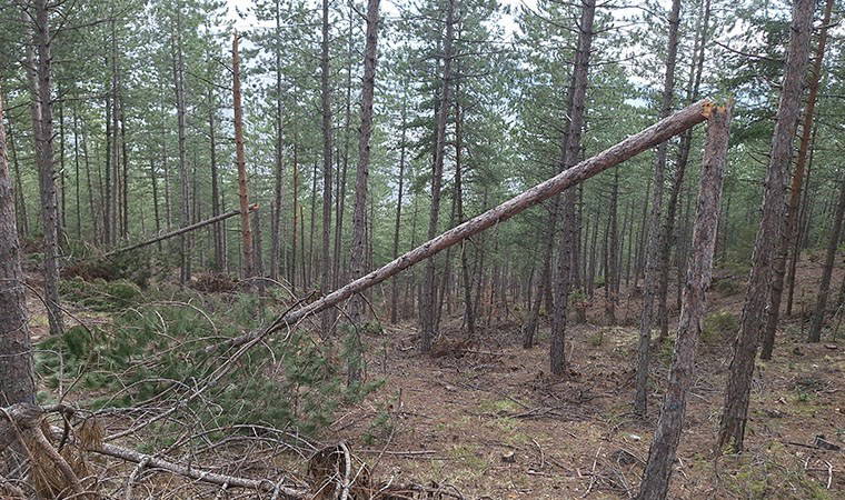Mudurnu’nun yükseklerinde kar yükünü taşıyamayan binlerce ağaç devrildi