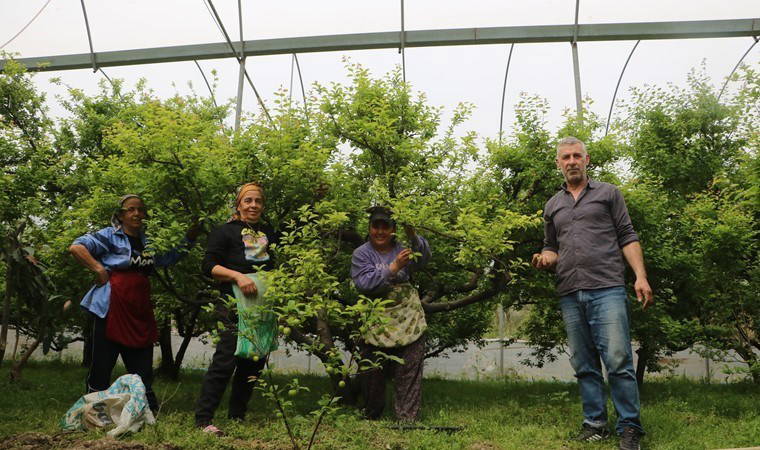 Hatay’da hasat devam ediyor: Kilosu 500 TL!