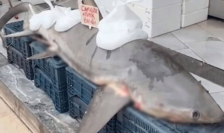 Köpek balığı yakaladı, kanser hastalarına dağıttı