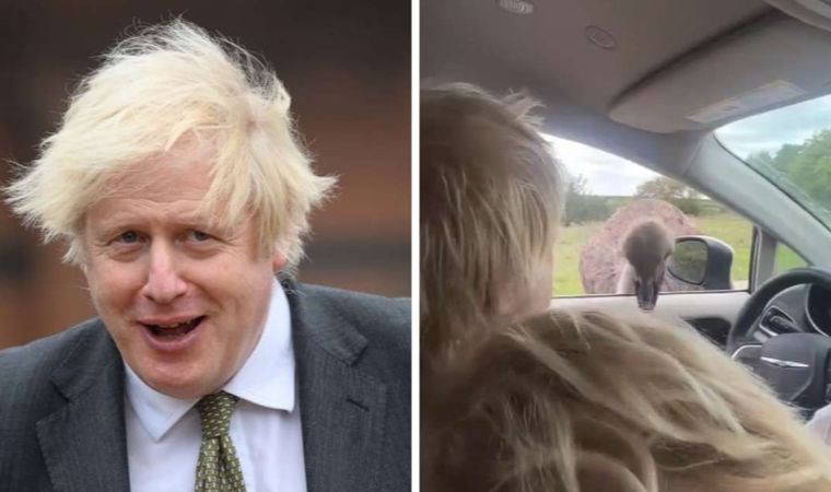 Safari macerası ters tepti: Boris Johnson'a devekuşu saldırısı