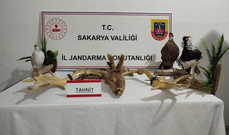 Sakarya'da kaçakçılık operasyonu: 98 hayvan ele geçirildi