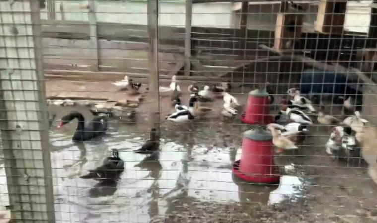 Hayvanat bahçesi gibi ev: Evden çıkanlar hayrete düşürdü