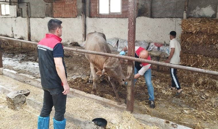 Çorum’da 'şap' alarmı... Hayvan pazarları kapatıldı