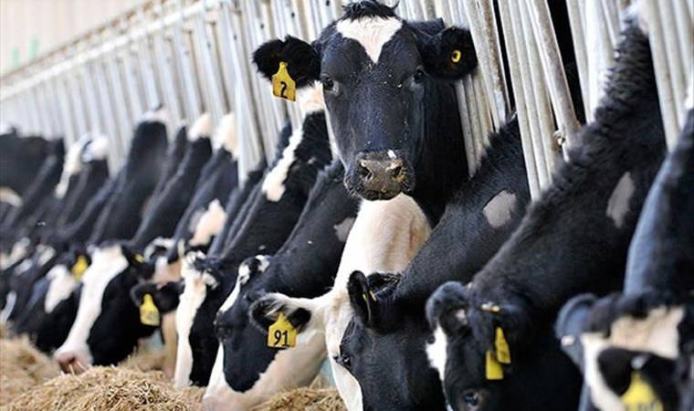 12 milyar dolar hayvancılığı kurtarmaya yetmedi