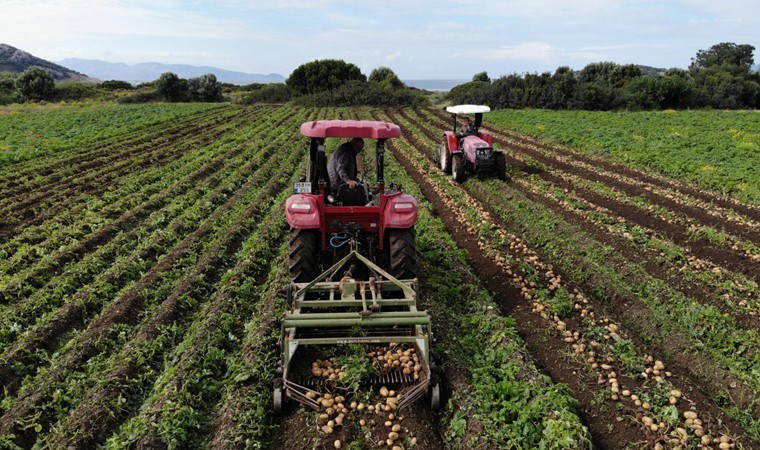Datça'da 2 bin dönüm alanda yetişiyor: