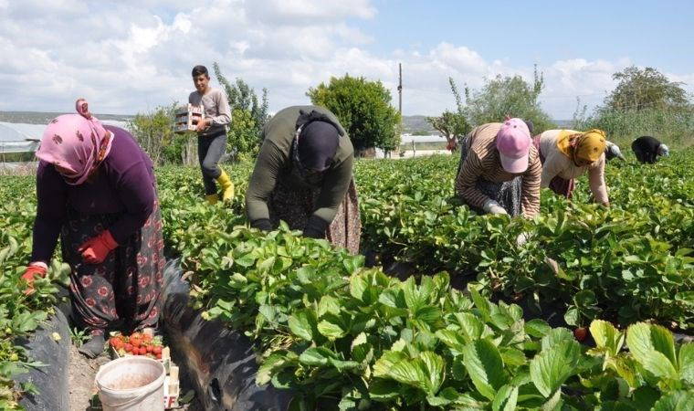 Silifke'nin tescilli lezzetinde hasat devam ediyor: Tarlada 75 TL...