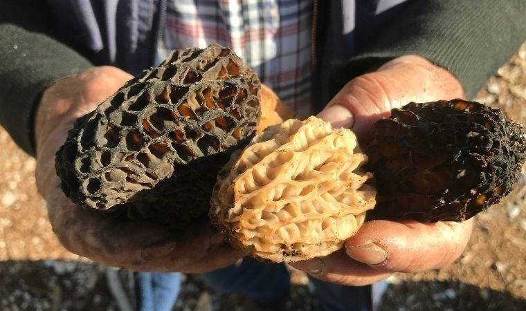 Antalya'da 'kuzugöbeği' sezonu başladı: Kilosu bin 250 TL