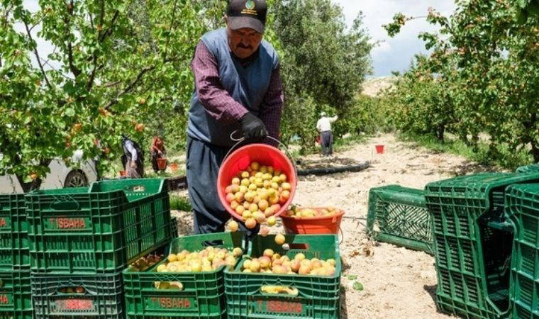 Mersin'in tescilli lezzetinde hasat başladı: Malatya'ya rakip oldu