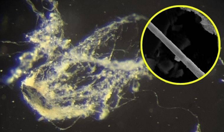 Elektriği taşıyabilen bakteri keşfedildi