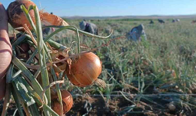 Don ve kuraklık soğanı etkilemedi: Tarlada 8 TL’den alıcı buluyor