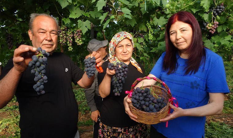 Turfanda 'Siyah İnci' hasadı başladı: Kilosu 250 TL...