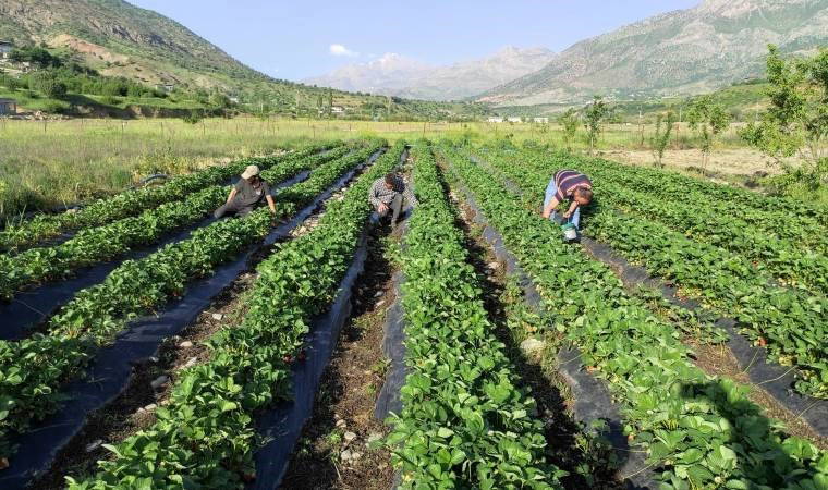 İlçenin geçim kaynağı oldu: Kasası 200 TL..