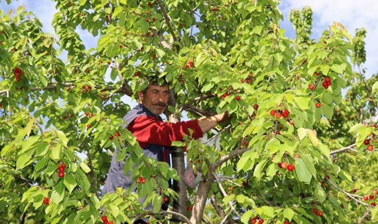 Oltu'da 'misafir hasadı' başladı!