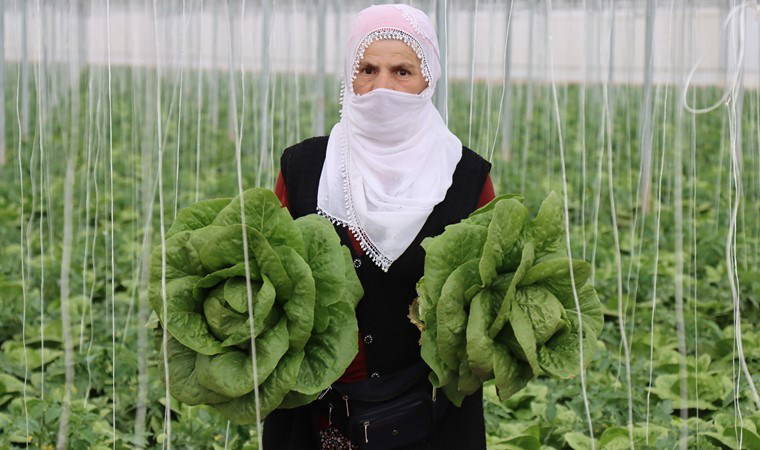 Erzincan’ın seralarında yetişiyor: Yıllık 180 bin adet üretiliyor....
