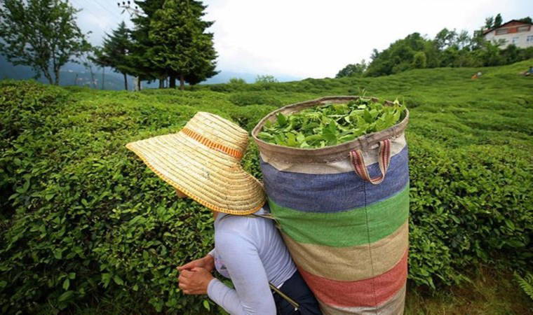 ÇAYKUR işçi alımı başvuruları başladı mı? ÇAYKUR işçi alımı ne zaman?
