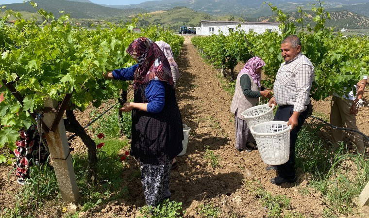 Alaşehir'in geçim kaynağı: Yaprağı meyvesinden daha çok kazandırıyor!
