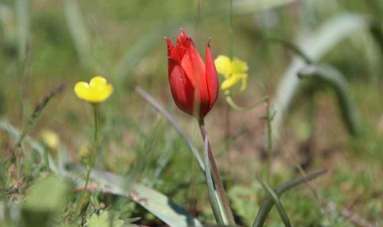 Yılda 10 gün canlı: Manisa lalesi için genetik çalışma