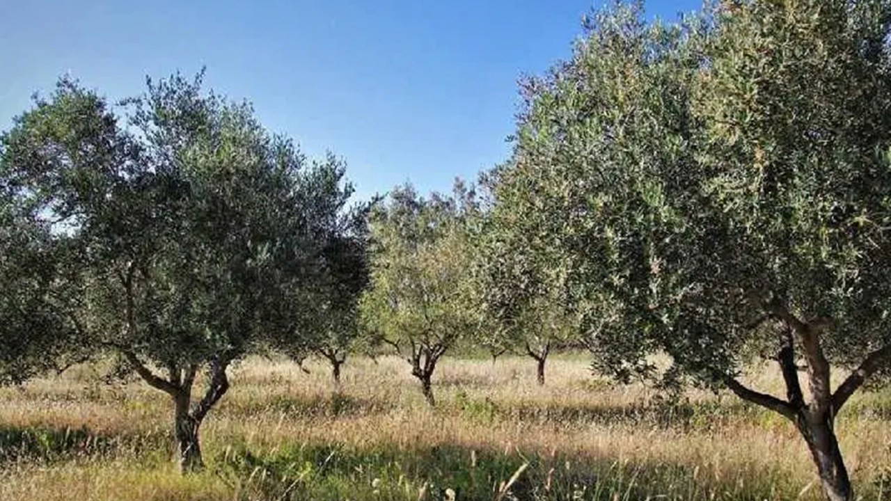 Zeytinliklere kıymayın! 