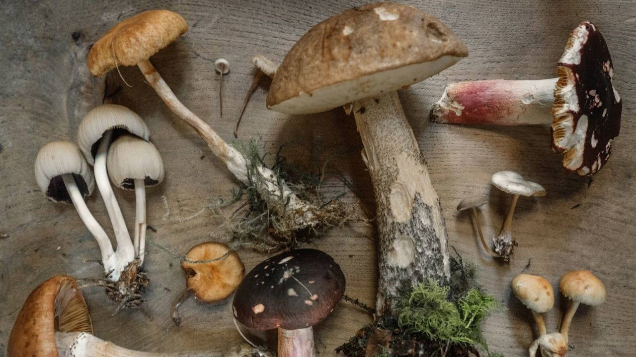 Yeni moda mantarlar gerçekten faydalı mı?
