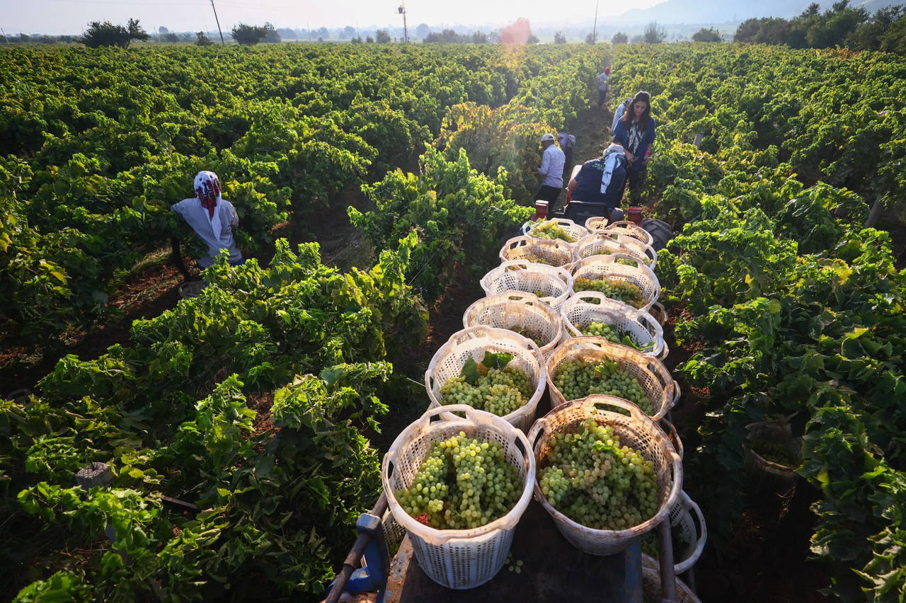 Arapgir’in meşhur Köhne üzümüne don vurdu: Rekolte dibe vurdu