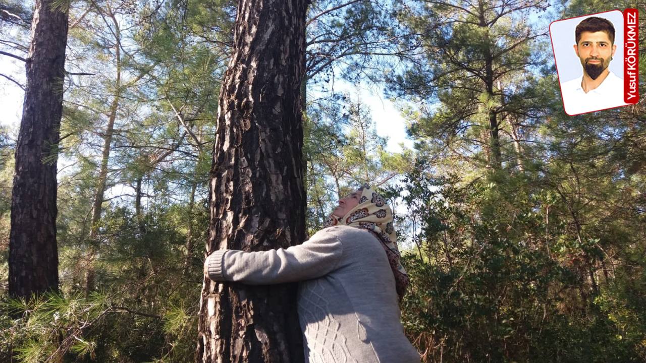 Akbelen Ormanı için kritik duruşma bugün görülecek, yurttaşlar ise adalet istiyor: 'Burada kamu yararı yok'