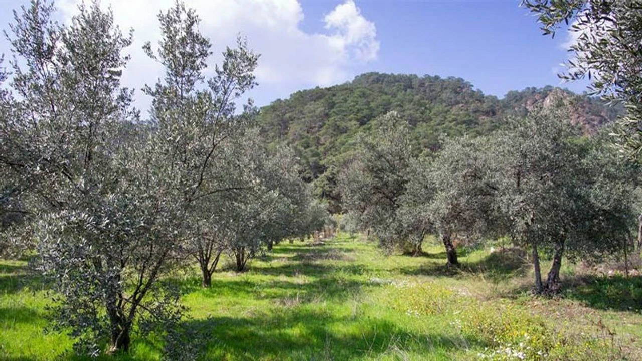 Popülizmin Ötesinde Rasyonel ve Sürdürülebilir Bir Yaklaşım