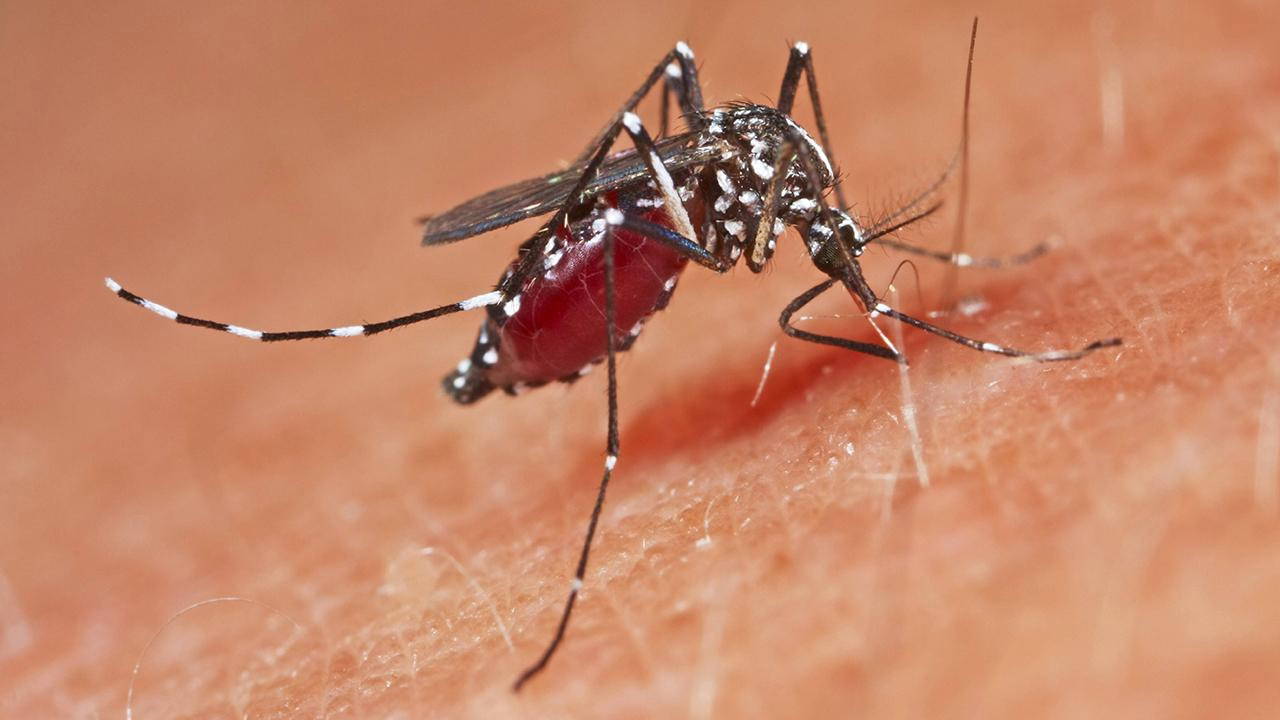 Çin'de 3. seviye acil durum ilan edildi! 1714 Chikungunya ateşi vakası...