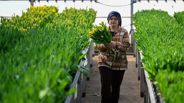 Ne toprak ne gübre! Su dolu kasalarda yetişiyor! Talebe yetişemiyorlar...