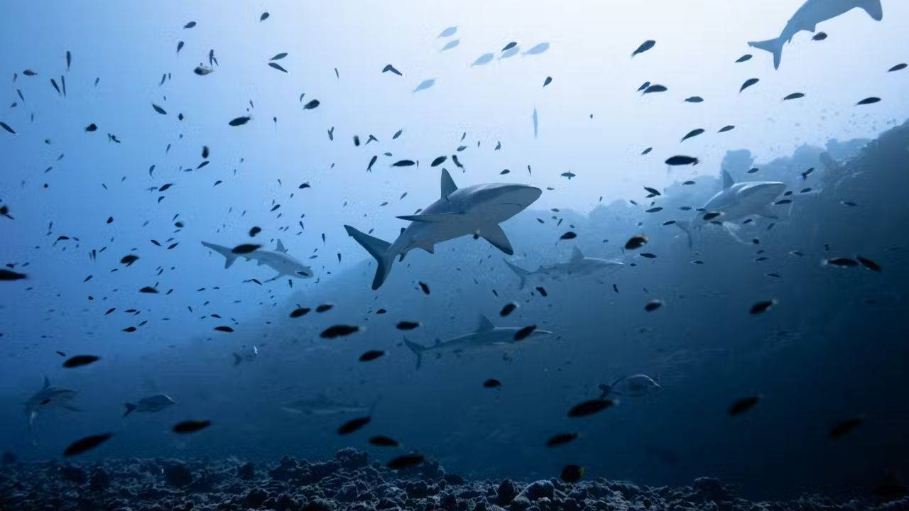 Köpek balıkları ters çevirdiğinizde donuyor